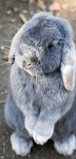 Gray bunny standing upright on a textured background.