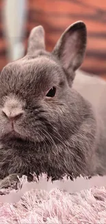 Grey bunny relaxing on a pink plush rug.