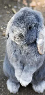 Adorable grey rabbit standing on natural ground.