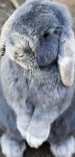 Adorable grey bunny standing on soft ground.