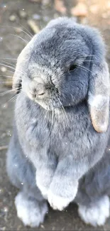 Adorable grey bunny sitting on its hind legs on a natural ground surface.