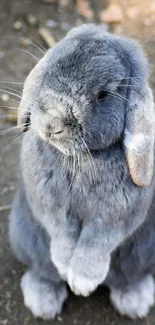 Cute grey bunny standing on hind legs outdoors.