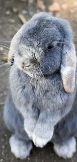 Standing fluffy grey bunny on a dirt ground.