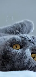 Adorable grey cat with amber eyes, lying upside down.