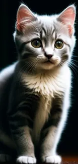 Adorable grey kitten sitting with bright eyes on a dark background.