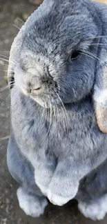 Adorable grey rabbit mobile wallpaper.