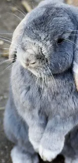 Cute grey rabbit in a natural setting.