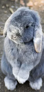 Cute grey rabbit standing on a dirt path, perfect for mobile wallpaper.