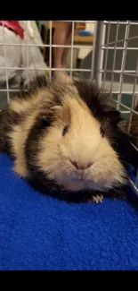 Adorable guinea pig on blue blanket with white wire cage.