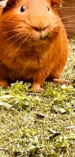 Adorable guinea pig eating greens on a grassy backdrop.