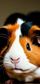 Close-up of a brown and white guinea pig with vivid eyes on mobile wallpaper.