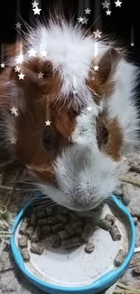 Fluffy guinea pig eating pellets from a bowl in a cozy setting.