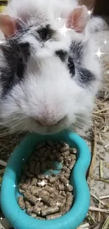 An adorable guinea pig eating from a turquoise bowl on hay bedding.