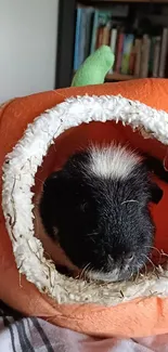 Guinea pig peeking from orange pumpkin bed.