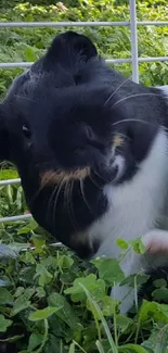 A cute guinea pig resting on green grass.