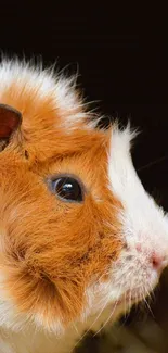 Adorable guinea pig in chocolate brown and white colors.