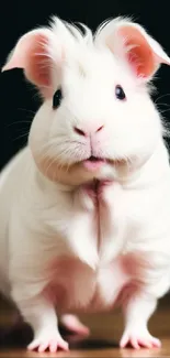 Fluffy white guinea pig with pink ears on wooden surface.