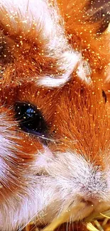 Cute guinea pig resting on straw in orange and white fur.