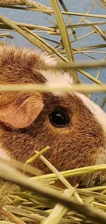 Adorable guinea pig nestled in hay.