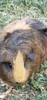 Brown and tan guinea pig on grass.