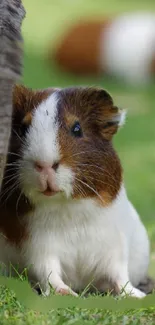 Adorable guinea pig in a green nature setting.