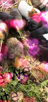 A group of colorful guinea pigs eating greens outdoors.