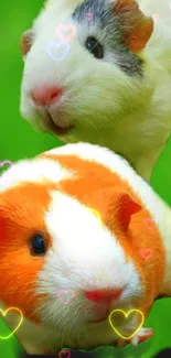 Two cute guinea pigs on a green background with colorful hearts.