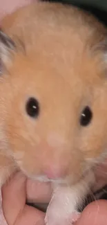 Close-up of an adorable golden hamster on a hand.