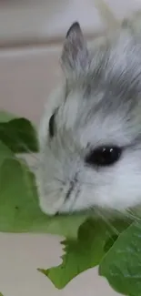 Adorable hamster munching on green leaves.