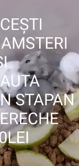 Adorable hamsters on bedding, surrounded by cucumber slices.