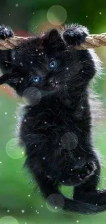 Cute black kitten hanging on a rope with a green blurred background.