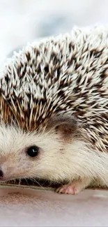 Close-up of a cute hedgehog with spiky quills.