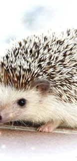 Cute hedgehog resting on a tiled surface with stones in the background.