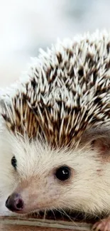 Adorable hedgehog with quills on mobile wallpaper.