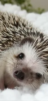 Adorable hedgehog resting on fluffy white surface.