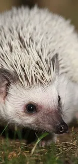 Adorable hedgehog exploring outdoors in a natural setting.