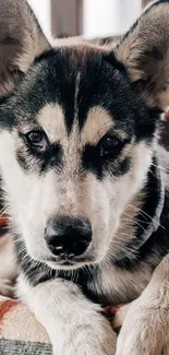 Adorable husky puppy with fluffy fur on a plaid background.