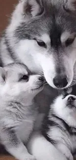 Husky family with puppies cuddling.