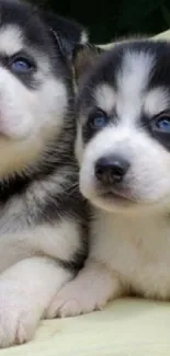 Two adorable Husky puppies with blue eyes resting together on a soft surface.