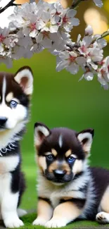 Husky puppies with cherry blossoms in a green natural setting.