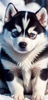 Adorable husky puppy sitting on snow with blue eyes, perfect for mobile wallpaper.