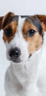 Adorable Jack Russell Terrier with white background.