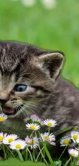 Adorable kitten surrounded by vibrant flowers.