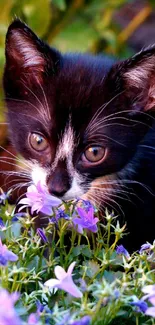 Adorable black and white kitten among purple flowers.