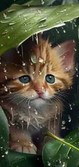 A cute kitten peeks through wet green leaves, creating a charming natural scene.