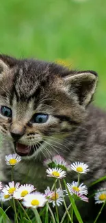 Adorable kitten with daisies in a grassy field, perfect for nature lovers.