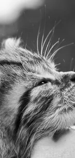 Adorable kitten in black and white, looking serene.