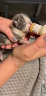 Cute kitten being bottle-fed by gentle hands.