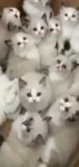 Box full of adorable fluffy white kittens