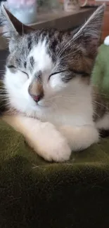 Adorable sleeping kitten on a soft green blanket, eyes closed peacefully.